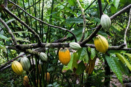 Posada La Loma Jungle Lodge And Chocolate Farm