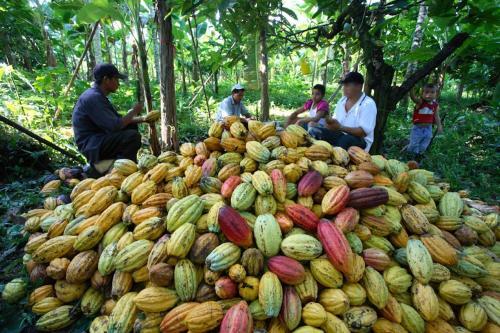 Posada La Loma Jungle Lodge And Chocolate Farm