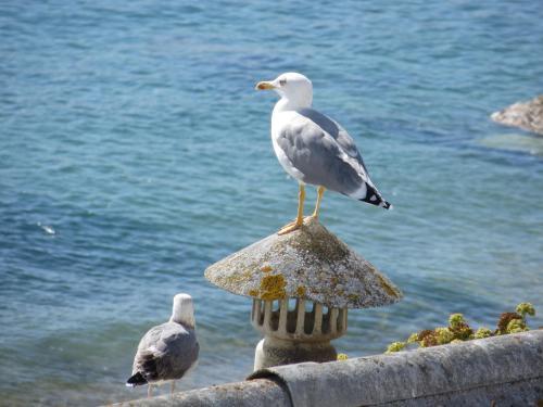 Bed & Breakfast Capit�o Guest House