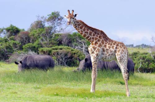 Lodge Kragga Kamma Game Park
