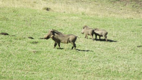 Aloe And Elephant Lodge