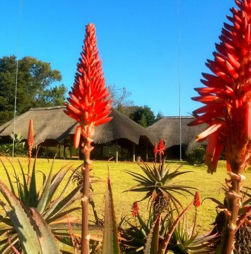 Bed & Breakfast African Flair Country Lodge