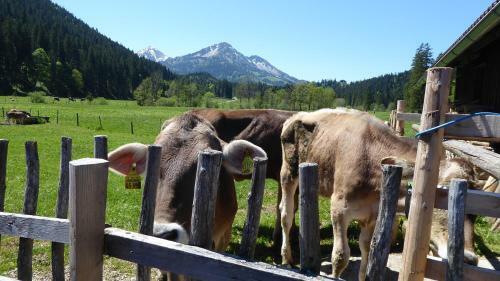 Apartamentos Fw Weissensee