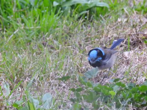 Bed & Breakfast Barklysuites Apartments