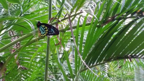 Shambhala Retreat Magnetic Island Cottages