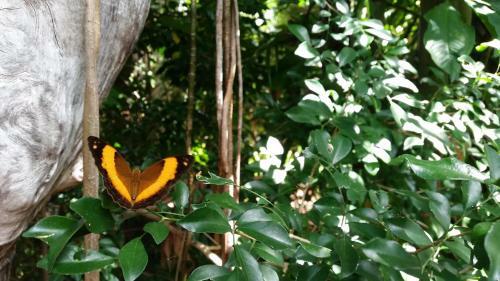 Shambhala Retreat Magnetic Island Cottages