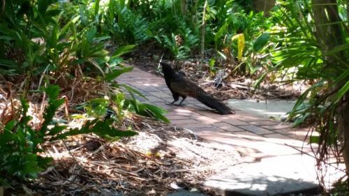 Shambhala Retreat Magnetic Island Cottages
