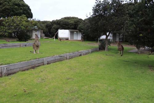 Anglesea Beachfront Family Caravan Park