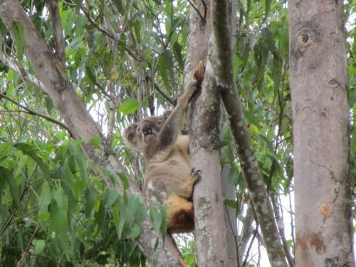 Bed & Breakfast Mt Warning Retreat