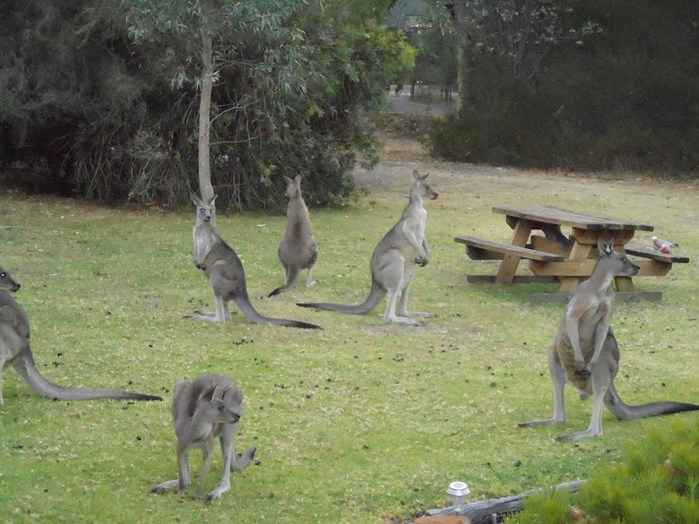 Hotel Grampians View Cottages And Units