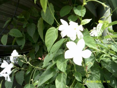 Apartamento Las 4 Estrellas Rojas