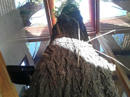 Apartamento La Casa Del Arbol