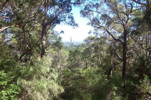 Tall Timbers At Youngs