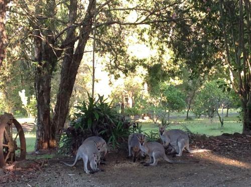 Maleny Country Cottages