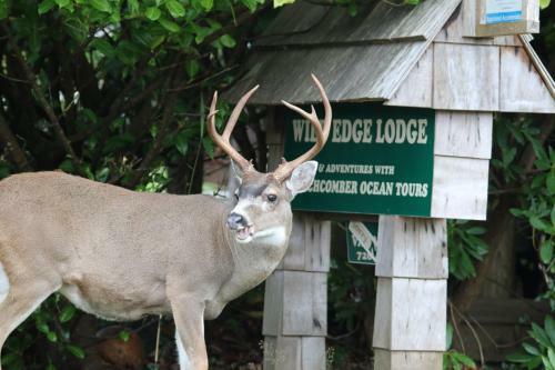 Hostal Wild Edge Lodge