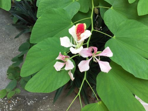 Hostal Tico Adventure Lodge