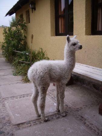 Hotel Pachamama Hostel & Tour