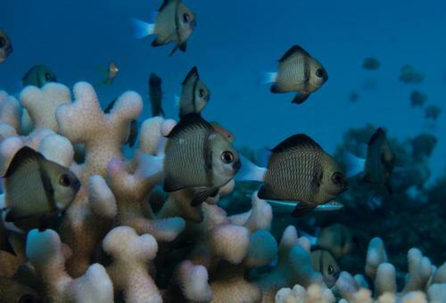 Captain Cook Cruises Fiji - Reef Endeavour