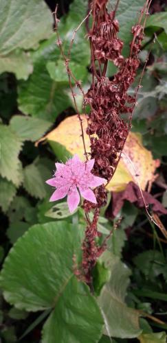 Hostal Guest House Pangani