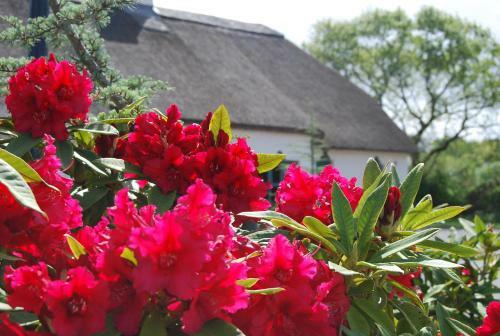 Old Killarney Cottages
