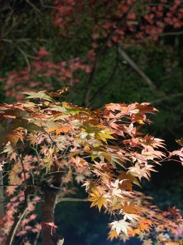 Kinosato Yamanoyu