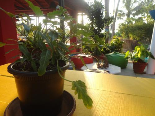 The Yuppi Hippi Hostel