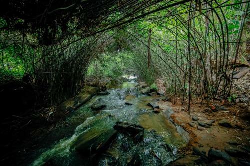 Hotel Bamboo Creek Resort