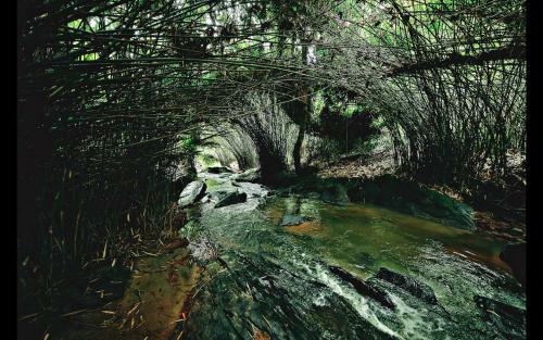 Hotel Bamboo Creek Resort