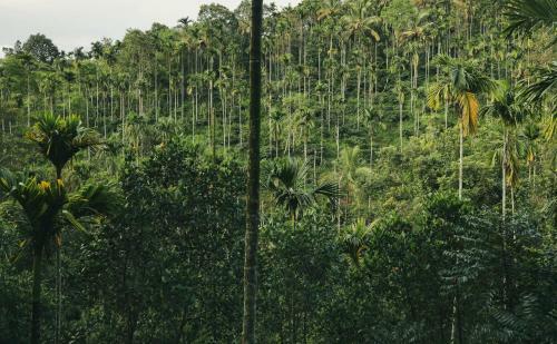 Hotel Bamboo Creek Resort