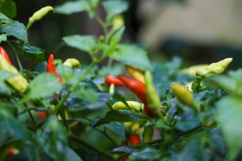 Hotel Bamboo Creek Resort