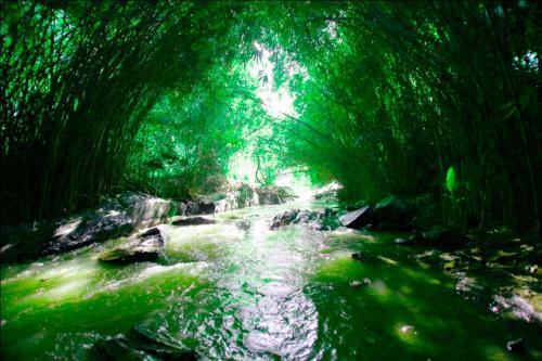 Hotel Bamboo Creek Resort