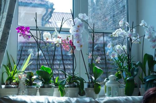 Apartamento Provence Home