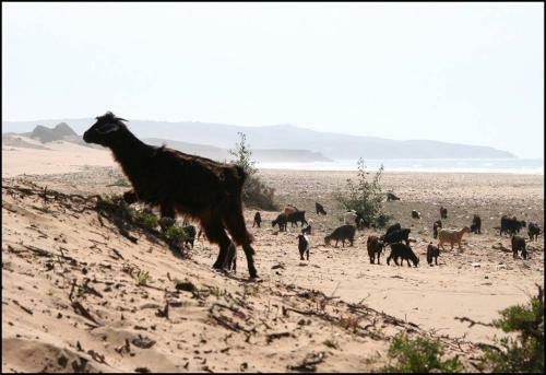 Bed & Breakfast Sidi Kaouki Al Vent