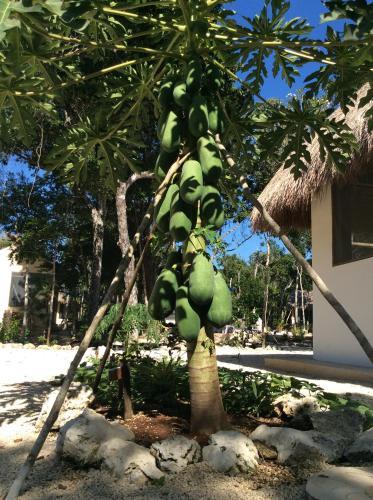 Bed & Breakfast Maya Eco Village