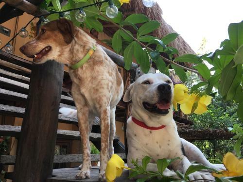 Bed & Breakfast Casa Tzalam Tulum Selva