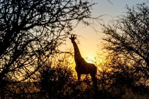 Daan Viljoen Game Lodge