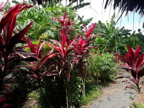 Agroturismo Bananas Guest House Private Room