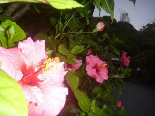 Bed & Breakfast Pohutukawa Coast Bnb