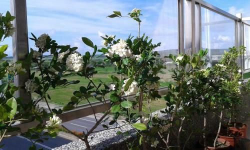 Green Yard B&B