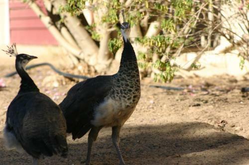 Fraaigelegen Farm Tulbagh