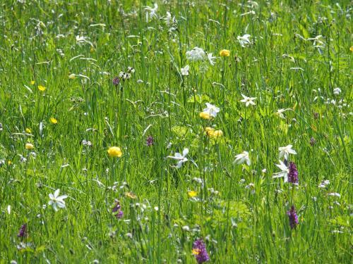 Bed & Breakfast Pension Alpenhof