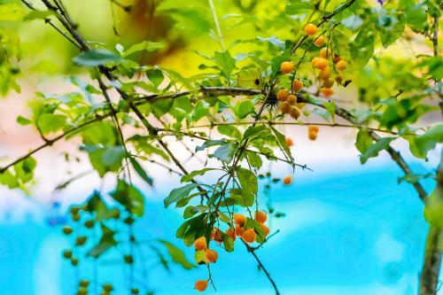 Hostal Pousada Jamboo