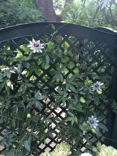 Apartamento Exquisites Gartenapartment In Eleganter Jugendstilvilla