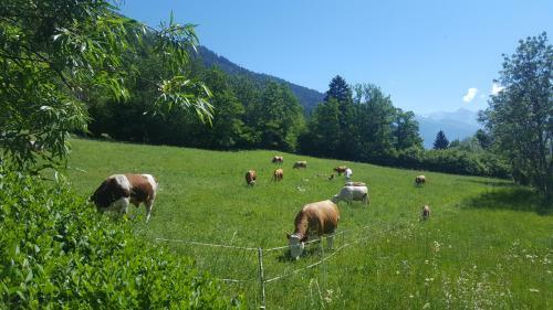 Hostal Haus Hasslacher