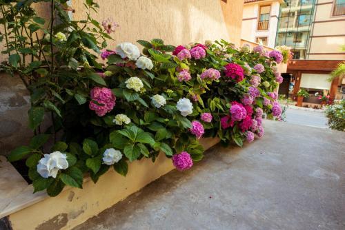 Hotel Orchidea