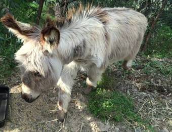 Apartamento Country House Tenuta Taddore