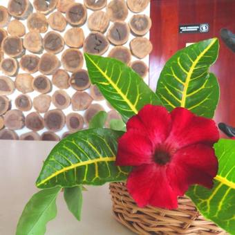 Posada Azul 36 Hotel