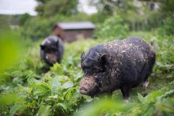 Bed & Breakfast The White Horse Inn
