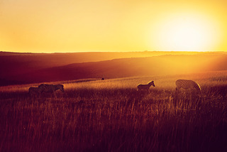 Hotel Mpongo Private Game Reserve