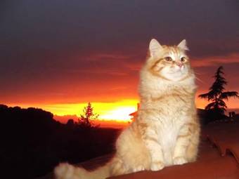 Bed & Breakfast Forum Cassii